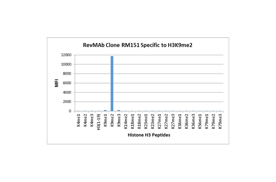 Multiplex Immunoassay - Anti-Histone H3 (di methyl Lys9) Antibody [RM151] (A121219) - Antibodies.com