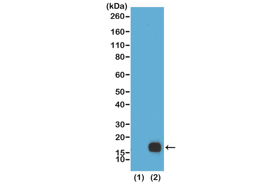 Western Blot - Anti-Histone H3 (di methyl Lys9) Antibody [RM151] (A121219) - Antibodies.com