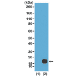 Western Blot - Anti-Histone H3 (di methyl Lys9) Antibody [RM151] (A121219) - Antibodies.com