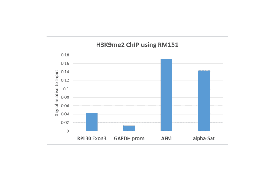 Chromatin Immunoprecipitation - Anti-Histone H3 (di methyl Lys9) Antibody [RM151] (A121350) - Antibodies.com