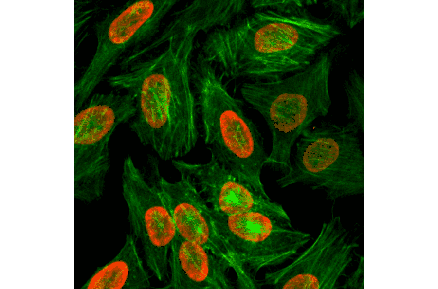Immunocytochemistry - Anti-Histone H3 (di methyl Lys9) Antibody [RM151] (A121219) - Antibodies.com