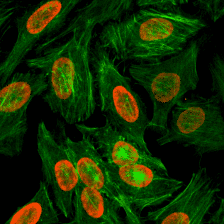 Immunocytochemistry - Anti-Histone H3 (di methyl Lys9) Antibody [RM151] (A121219) - Antibodies.com