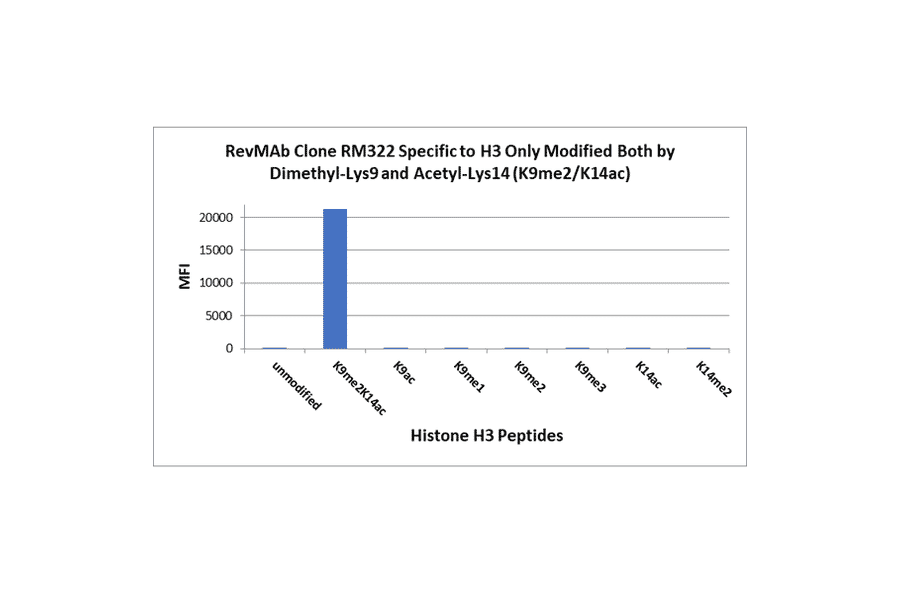 Multiplex Immunoassay - Anti-Histone H3 (di methyl Lys9) + Histone H3 (acetyl Lys14) Antibody [RM322] (A121440) - Antibodies.com