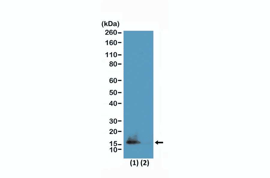 Western Blot - Anti-Histone H3 (di methyl Lys9) + Histone H3 (acetyl Lys14) Antibody [RM322] (A121220) - Antibodies.com