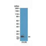 Western Blot - Anti-Histone H3 (di methyl Lys9) + Histone H3 (acetyl Lys14) Antibody [RM322] (A121220) - Antibodies.com