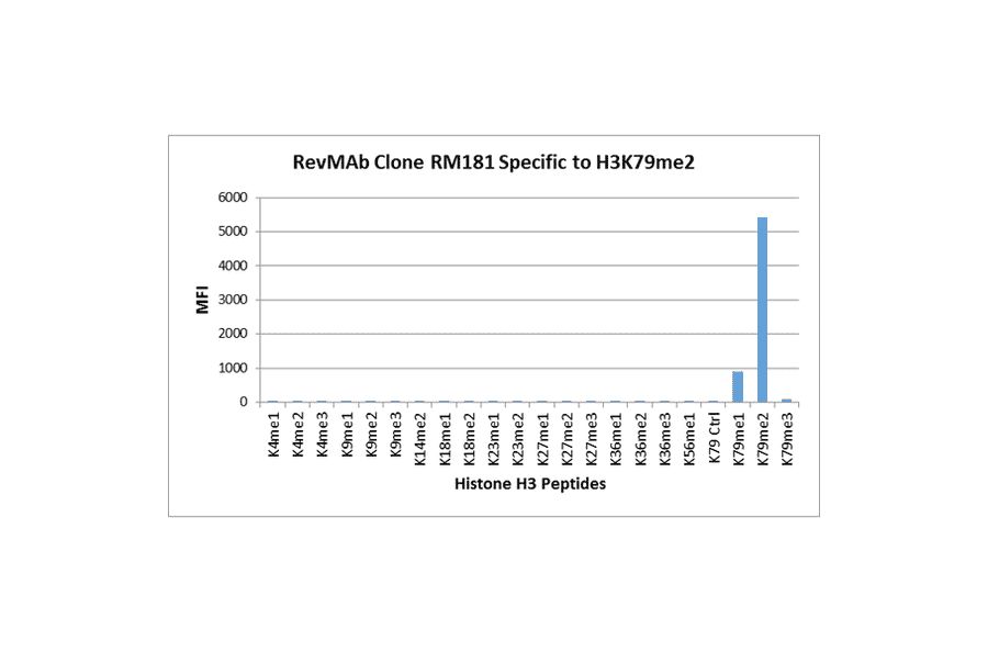 Multiplex Immunoassay - Anti-Histone H3 (di methyl Lys79) Antibody [RM181] (A121221) - Antibodies.com