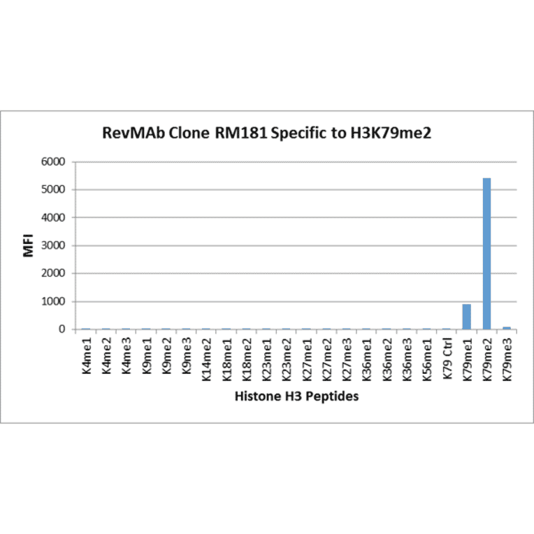 Multiplex Immunoassay - Anti-Histone H3 (di methyl Lys79) Antibody [RM181] (A121221) - Antibodies.com