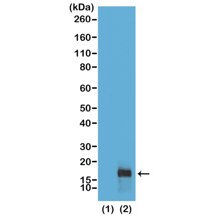 Western Blot - Anti-Histone H3 (di methyl Lys79) Antibody [RM181] (A121221) - Antibodies.com