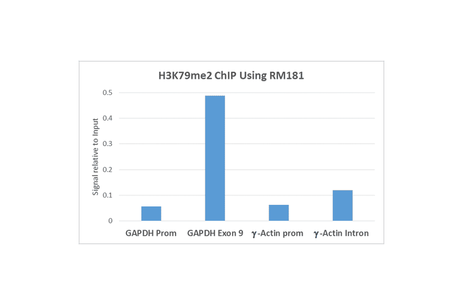 Chromatin Immunoprecipitation - Anti-Histone H3 (di methyl Lys79) Antibody [RM181] (A121214) - Antibodies.com