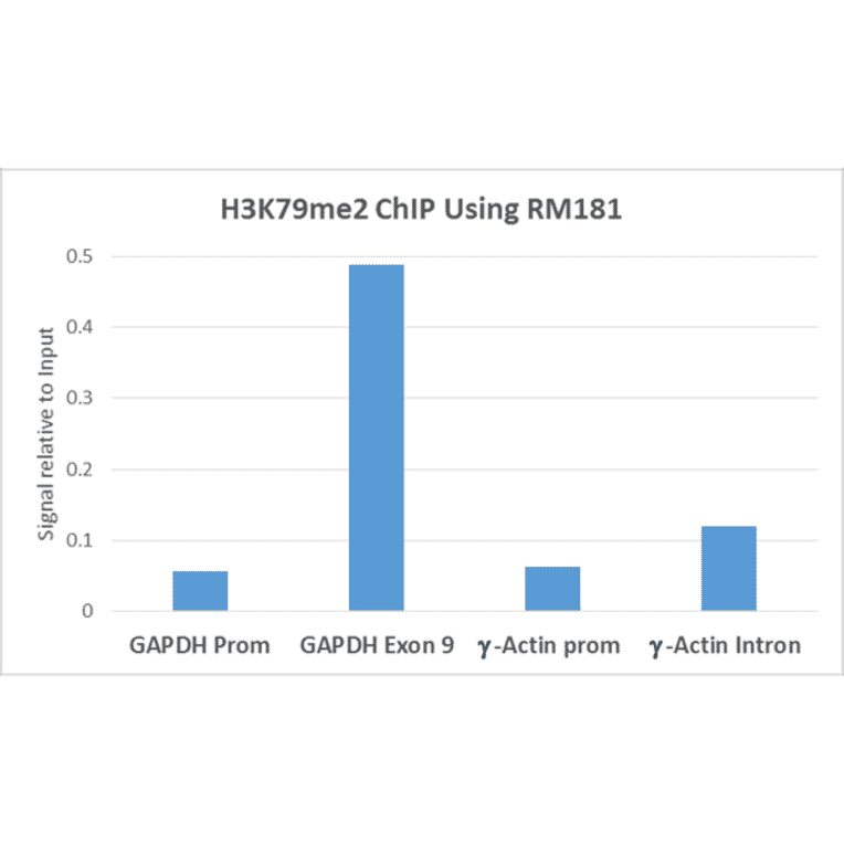 Chromatin Immunoprecipitation - Anti-Histone H3 (di methyl Lys79) Antibody [RM181] (A121214) - Antibodies.com