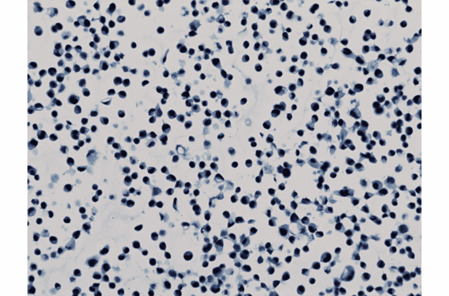 Immunohistochemistry - Anti-Histone H3 (di methyl Lys79) Antibody [RM181] (A121221) - Antibodies.com