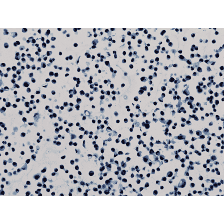 Immunohistochemistry - Anti-Histone H3 (di methyl Lys79) Antibody [RM181] (A121221) - Antibodies.com