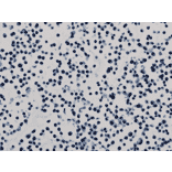 Immunohistochemistry - Anti-Histone H3 (di methyl Lys79) Antibody [RM181] (A121221) - Antibodies.com