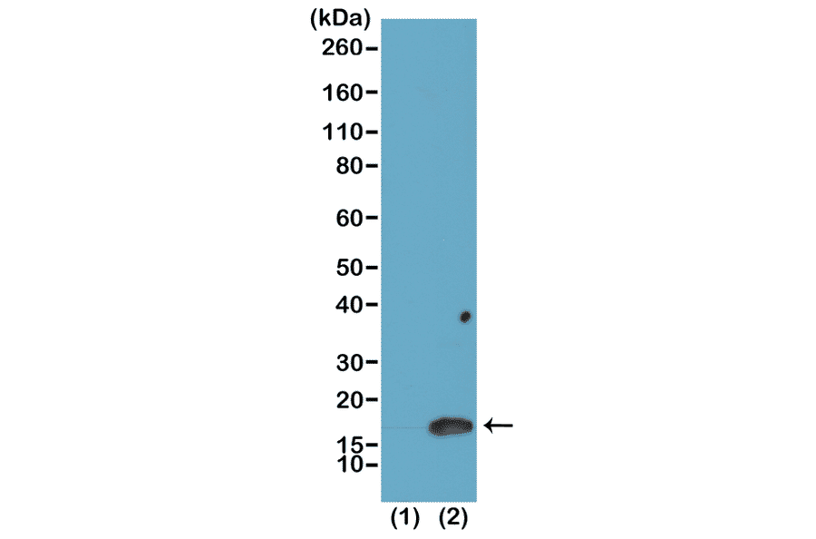 Western Blot - Anti-Histone H3 (di methyl Lys4) Antibody [RM135] (A121222) - Antibodies.com