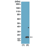 Western Blot - Anti-Histone H3 (di methyl Lys4) Antibody [RM135] (A121222) - Antibodies.com