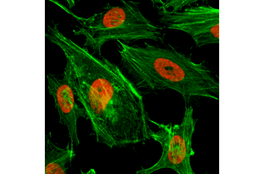 Immunocytochemistry - Anti-Histone H3 (di methyl Lys4) Antibody [RM135] (A121237) - Antibodies.com