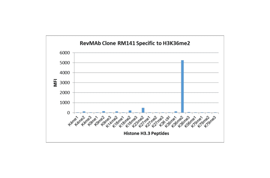 Multiplex Immunoassay - Anti-Histone H3 (di methyl Lys36) Antibody [RM141] (A121217) - Antibodies.com