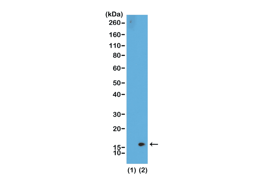 Western Blot - Anti-Histone H3 (di methyl Lys36) Antibody [RM141] (A121223) - Antibodies.com
