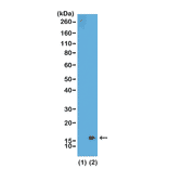 Western Blot - Anti-Histone H3 (di methyl Lys36) Antibody [RM141] (A121223) - Antibodies.com