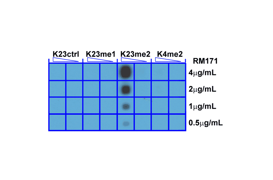 Dot Blot - Anti-Histone H3 (di methyl Lys23) Antibody [RM171] (A121218) - Antibodies.com
