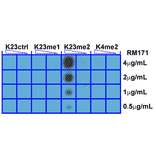 Dot Blot - Anti-Histone H3 (di methyl Lys23) Antibody [RM171] (A121218) - Antibodies.com
