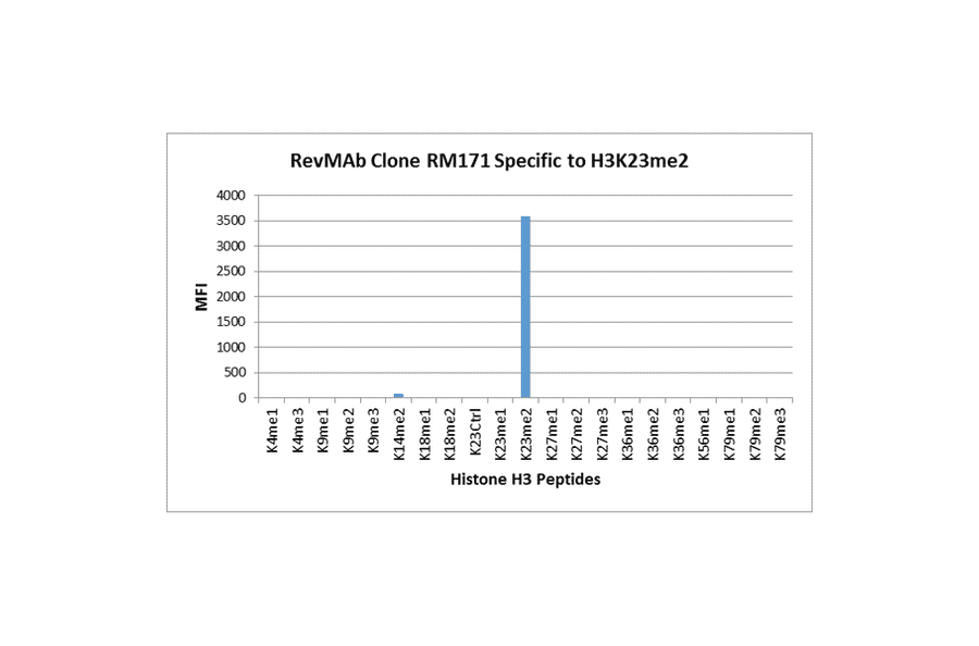 Multiplex Immunoassay - Anti-Histone H3 (di methyl Lys23) Antibody [RM171] (A121224) - Antibodies.com