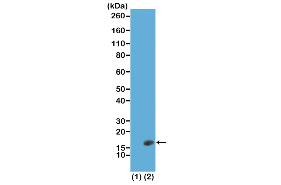 Western Blot - Anti-Histone H3 (di methyl Lys23) Antibody [RM171] (A121224) - Antibodies.com
