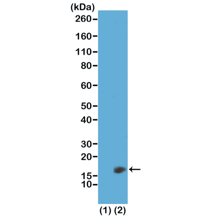 Western Blot - Anti-Histone H3 (di methyl Lys23) Antibody [RM171] (A121224) - Antibodies.com