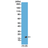 Western Blot - Anti-Histone H3 (di methyl Lys23) Antibody [RM171] (A121224) - Antibodies.com