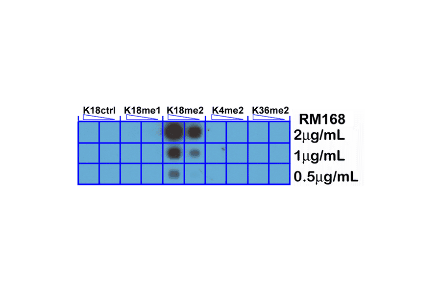 Dot Blot - Anti-Histone H3 (di methyl Lys18) Antibody [RM168] (A121212) - Antibodies.com