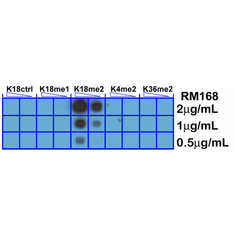 Dot Blot - Anti-Histone H3 (di methyl Lys18) Antibody [RM168] (A121212) - Antibodies.com