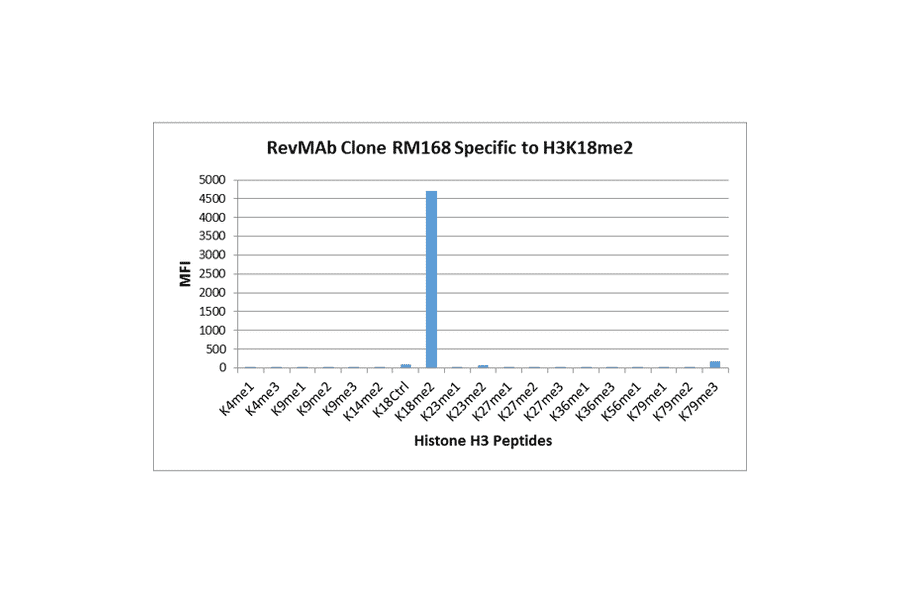 Multiplex Immunoassay - Anti-Histone H3 (di methyl Lys18) Antibody [RM168] (A121225) - Antibodies.com