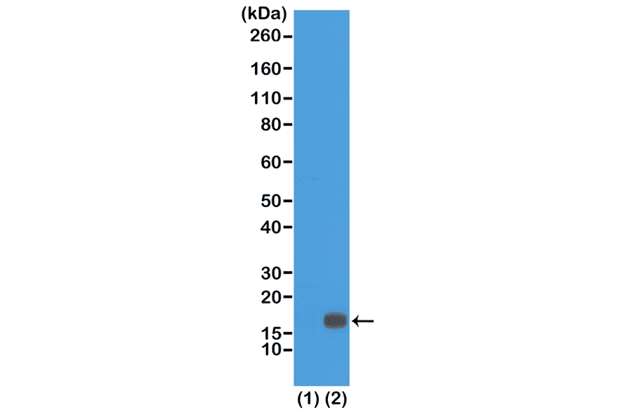 Western Blot - Anti-Histone H3 (di methyl Lys18) Antibody [RM168] (A121225) - Antibodies.com
