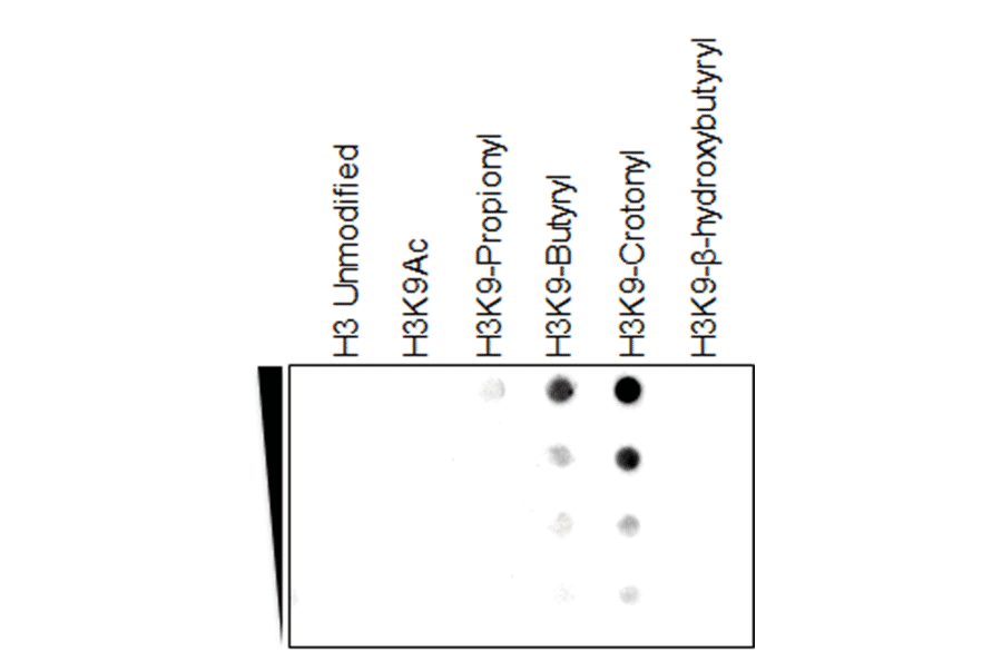 Dot Blot - Anti-Histone H3 (crotonyl Lys9) Antibody [RM339] (A121415) - Antibodies.com