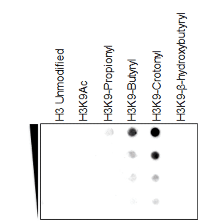 Dot Blot - Anti-Histone H3 (crotonyl Lys9) Antibody [RM339] (A121415) - Antibodies.com