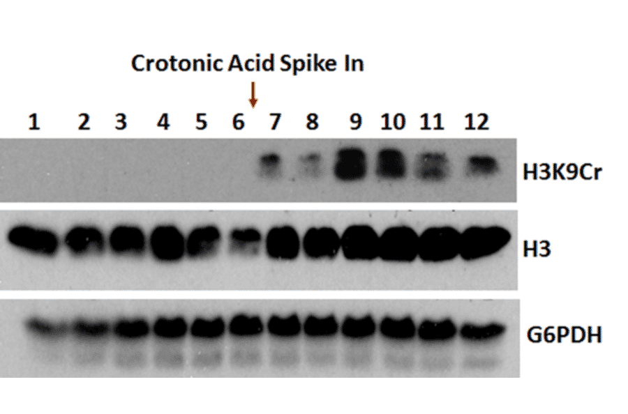 Western Blot - Anti-Histone H3 (crotonyl Lys9) Antibody [RM339] (A121227) - Antibodies.com
