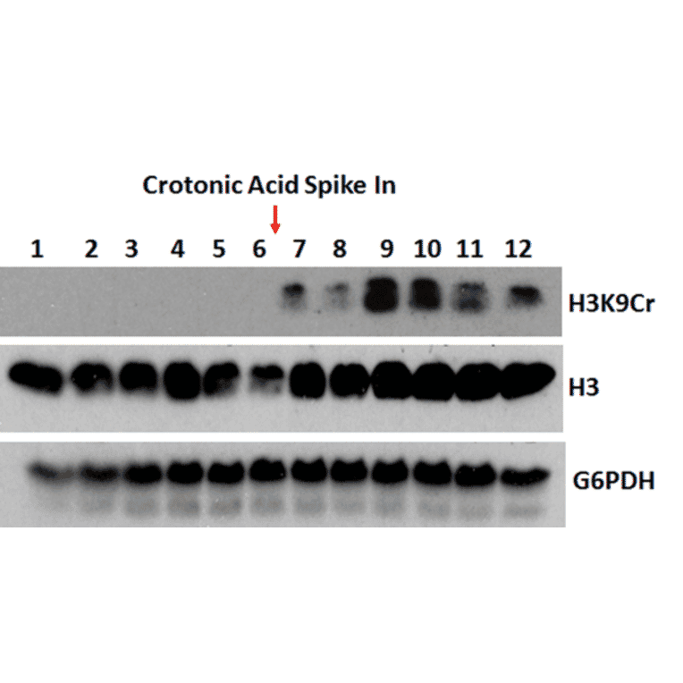 Western Blot - Anti-Histone H3 (crotonyl Lys9) Antibody [RM339] (A121227) - Antibodies.com
