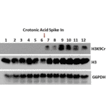 Western Blot - Anti-Histone H3 (crotonyl Lys9) Antibody [RM339] (A121227) - Antibodies.com