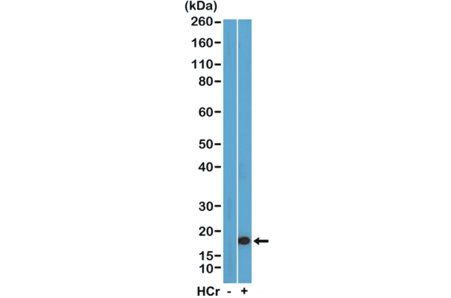 Western Blot - Anti-Histone H3 (crotonyl Lys27) Antibody [RM401] (A121228) - Antibodies.com