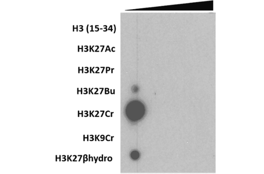 Dot Blot - Anti-Histone H3 (crotonyl Lys27) Antibody [RM401] (A121504) - Antibodies.com