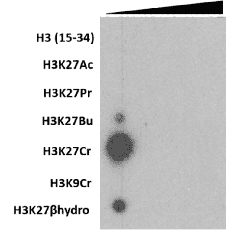 Dot Blot - Anti-Histone H3 (crotonyl Lys27) Antibody [RM401] (A121504) - Antibodies.com