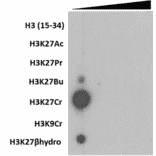 Dot Blot - Anti-Histone H3 (crotonyl Lys27) Antibody [RM401] (A121504) - Antibodies.com