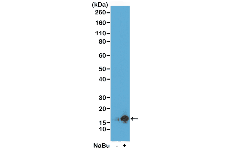 Western Blot - Anti-Histone H3 (acetyl Lys9) Antibody [RM161] (A121229) - Antibodies.com