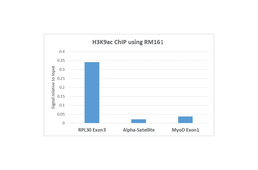 Chromatin Immunoprecipitation - Anti-Histone H3 (acetyl Lys9) Antibody [RM161] (A121205) - Antibodies.com