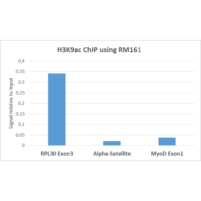 Chromatin Immunoprecipitation - Anti-Histone H3 (acetyl Lys9) Antibody [RM161] (A121205) - Antibodies.com