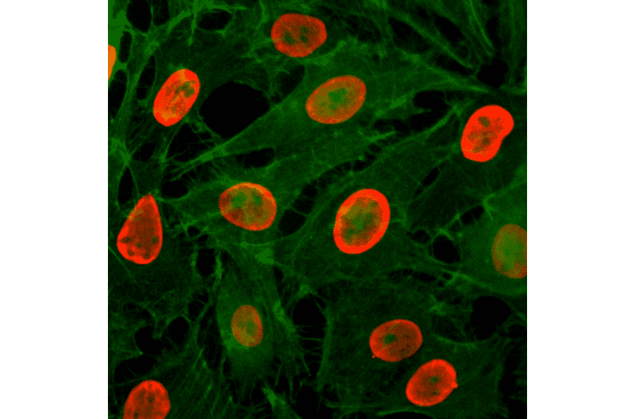 Immunocytochemistry - Anti-Histone H3 (acetyl Lys9) Antibody [RM161] (A121229) - Antibodies.com