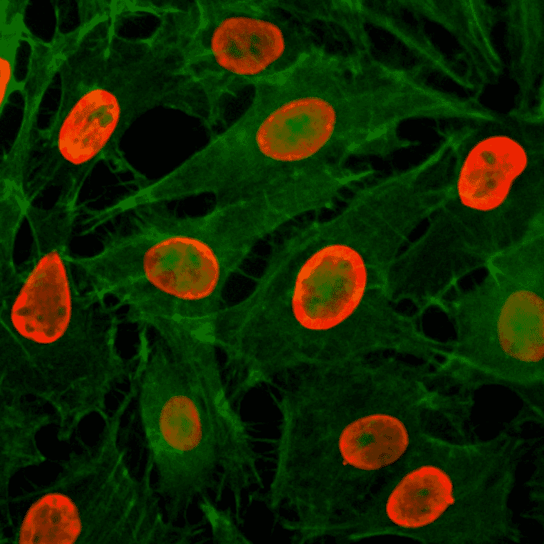 Immunocytochemistry - Anti-Histone H3 (acetyl Lys9) Antibody [RM161] (A121229) - Antibodies.com