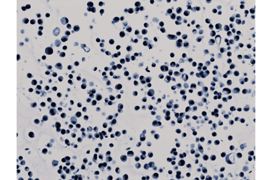 Immunohistochemistry - Anti-Histone H3 (acetyl Lys9) Antibody [RM161] (A121229) - Antibodies.com