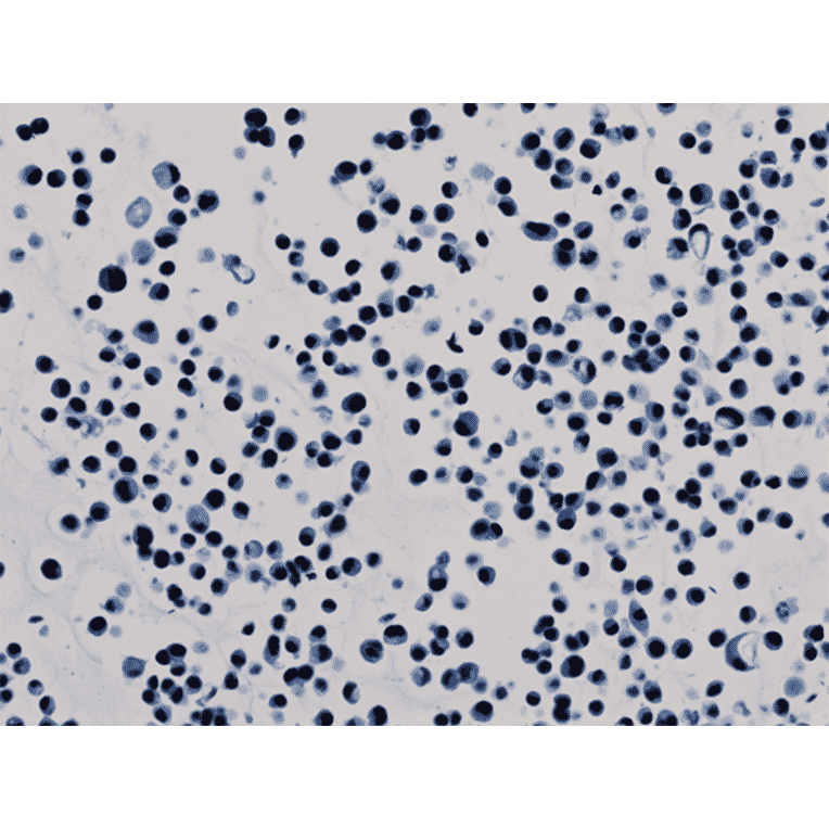 Immunohistochemistry - Anti-Histone H3 (acetyl Lys9) Antibody [RM161] (A121229) - Antibodies.com