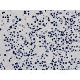 Immunohistochemistry - Anti-Histone H3 (acetyl Lys9) Antibody [RM161] (A121229) - Antibodies.com